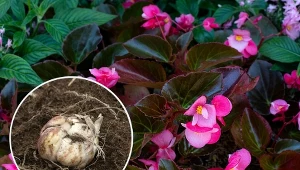 Begonie traktowane są jako rośliny jednoroczne. Jednak odpowiednio przezimowane zostaną z nami na dłużej.