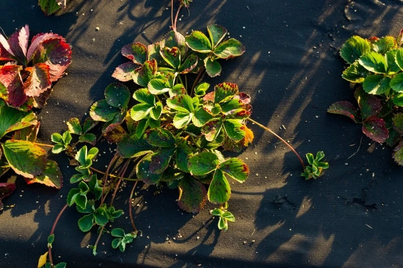 Okrywanie truskawek na zimę pozwala zabezpieczyć rośliny przed przemarznięciem zawiązków pąków kwiatowych i całych roślin