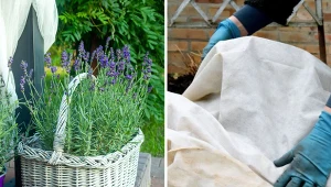 Okrycie z agrowłókniny lub stroiszu uchroni lawendę przed przemarznięciem.