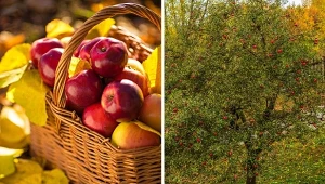 Zbyt późne przycięcie jabłoni może spowodować ich przemarznięcie.