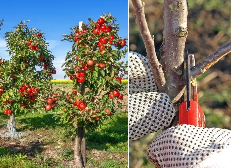 Ostateczny termin cięcia jabłoni przypada we wrześniu