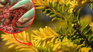 Cis pospolity jest popularną rośliną w polskich ogrodach.