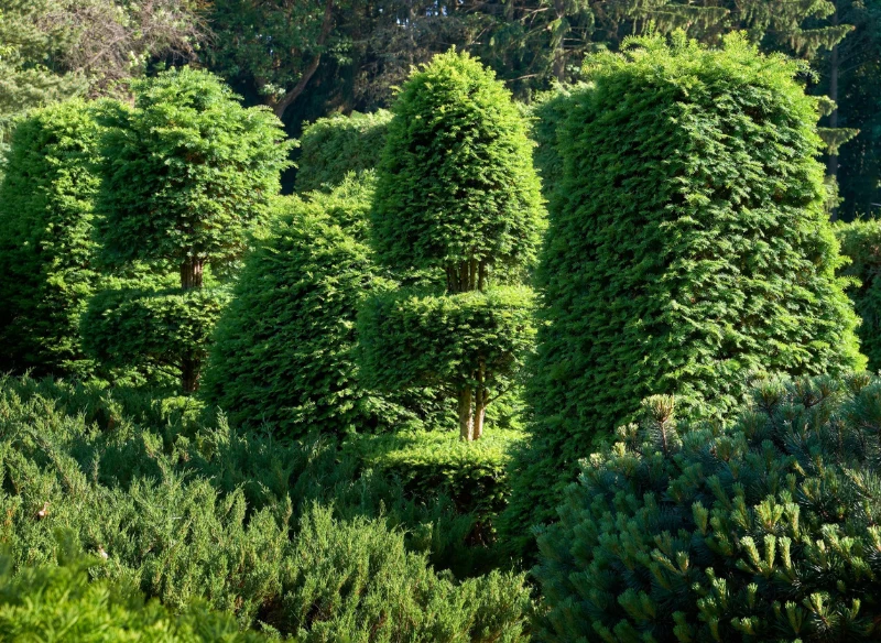 Przycinanie cisów to popularna technika, która zdobi wiele ogrodów