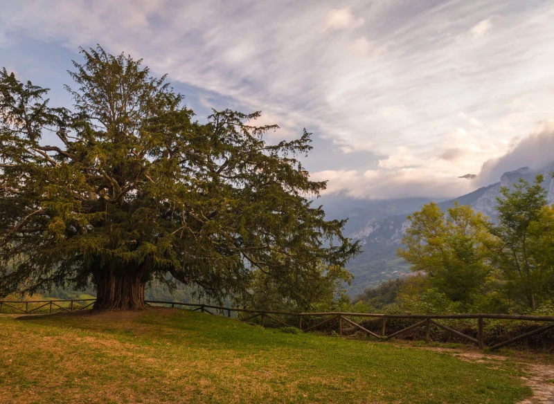 Kiedy dowiemy się, jak dbać o cis, to drzewo będzie z nami na wiele lat