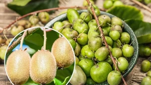 Aktinidia występuje w wielu gatunkach, przy czym tylko niektóre z nich mogą być uprawiane w naszym kraju.