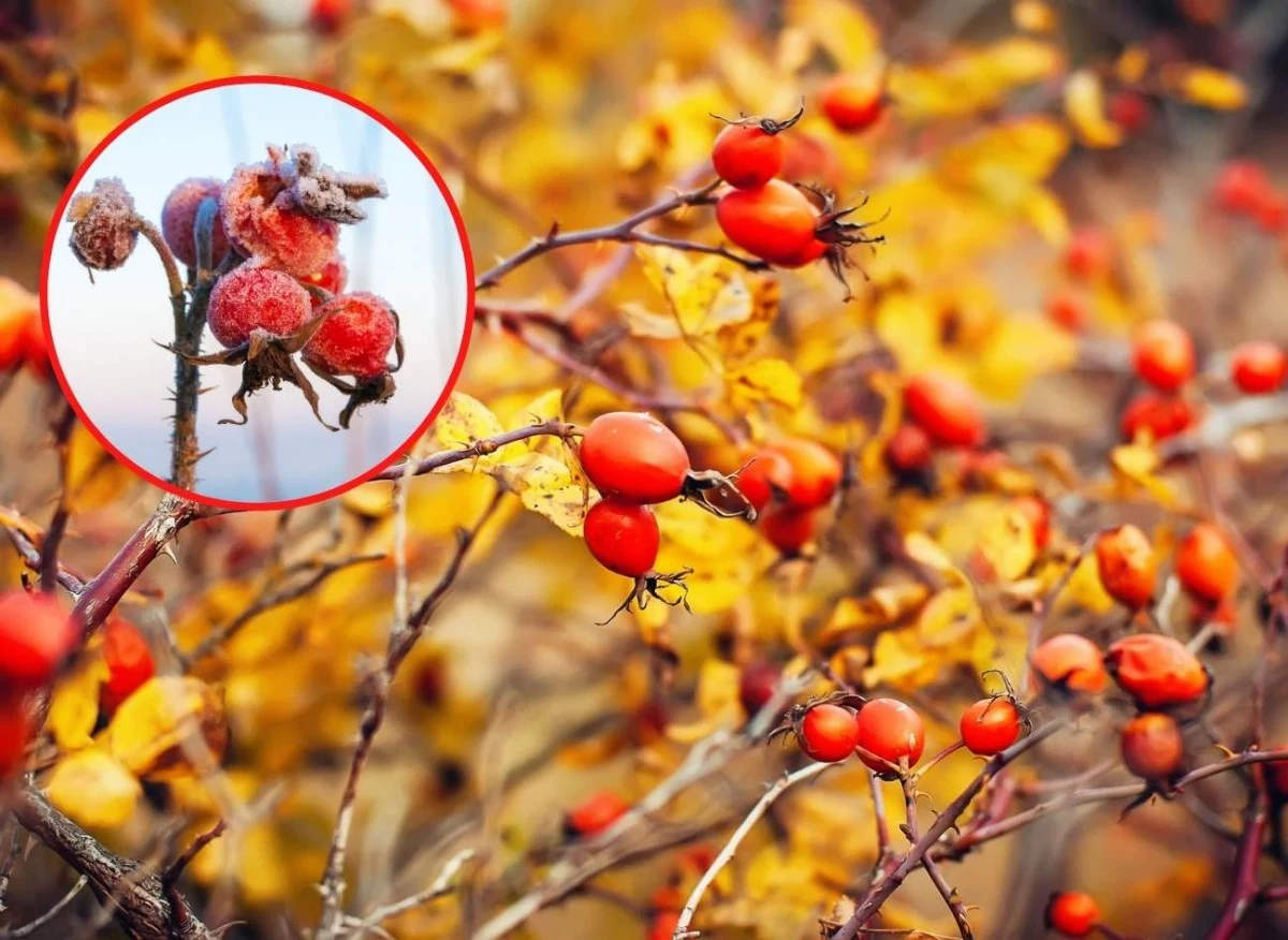 Owoce dzikiej róży to prawdziwa skarbnica witamin