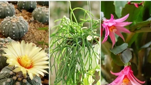 Kochasz kaktusy, ale nie chcesz się pokuć? Te odmiany nie mają kolców.