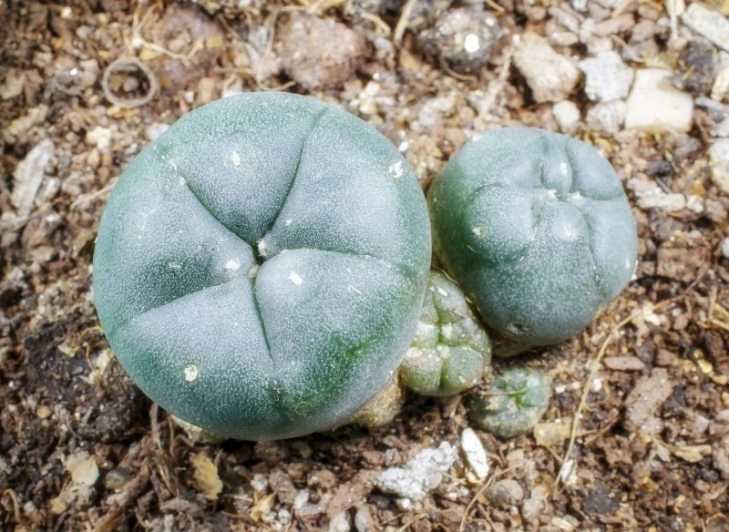 Pejotl bywa porównywany do kajzerki