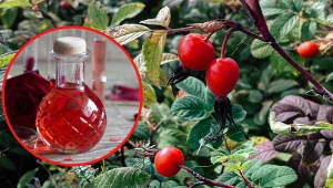 Owoce dzikiej róży to prawdziwa skarbnica witamin.