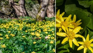 Jaskier wiosenny jest bardzo lubiany w ogrodach ze względu na swoją wczesną porę kwitnienia.