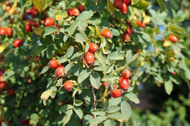 Owoce dzikiej róży dojrzewają pod koniec lata