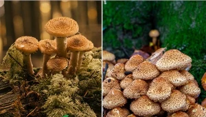 Opieńka miodowa ma swoje trujące „odpowiedniki”, z którymi może być mylona.