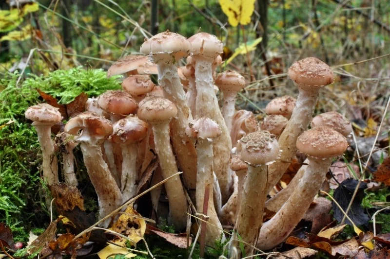 Opieńka miodowa jest grzybem pasożytniczym atakujący zarówno martwe, jak i żywe drzewa, wywołując białą zgniliznę drewna