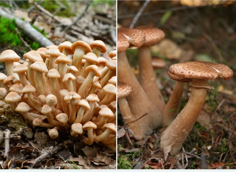 Znane są trzy rodzaje opieniek: opieńka miodowa, opieńka bezpierścieniowa (po prawej) i opieńka ciemna (po lewej)