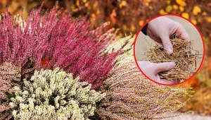 Ściółkowanie wrzosów to ważny zabieg w pielęgnacji tych roślin.