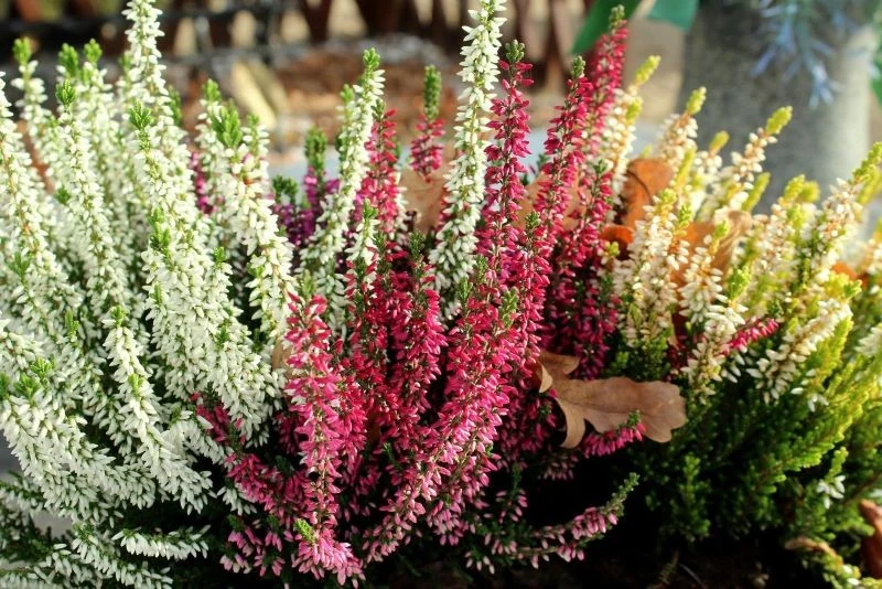 Czasem się zdarza, że wrzosy usychają, a dzieje się tak przeważnie z powodu niewłaściwego podlewania