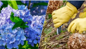 Czy należy przycinać hortensje jesienią? Sprawdź, co zrobić, by w następnym sezonie pięknie zakwitły.