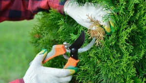 Przycinanie tui jest łatwym i nieskomplikowanym zadaniem.