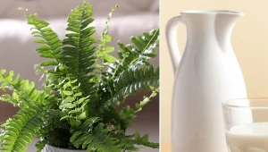 Paprotka podlewana domowymi nawozami ma lśniące liście i bujnie rośnie.