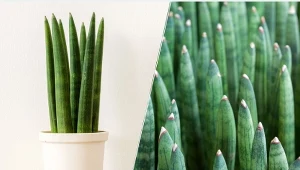Choć sansewieria walcowata wygląda naprawdę atrakcyjnie, jest mało wymagającym kwiatem doniczkowym.