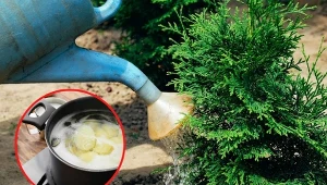 Domowe nawozy do wzmacniania tui sprawdzą się równie dobrze, jak te ze sklepu.