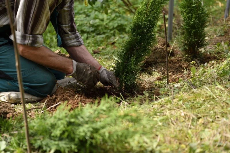 Sadząc tuje należy zachować odpowiedni odstęp