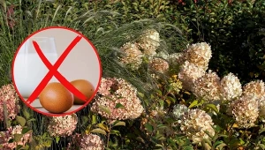 Naturalne nawozy należy stosować z rozwagą. Fot. 123RF.com/Pexels