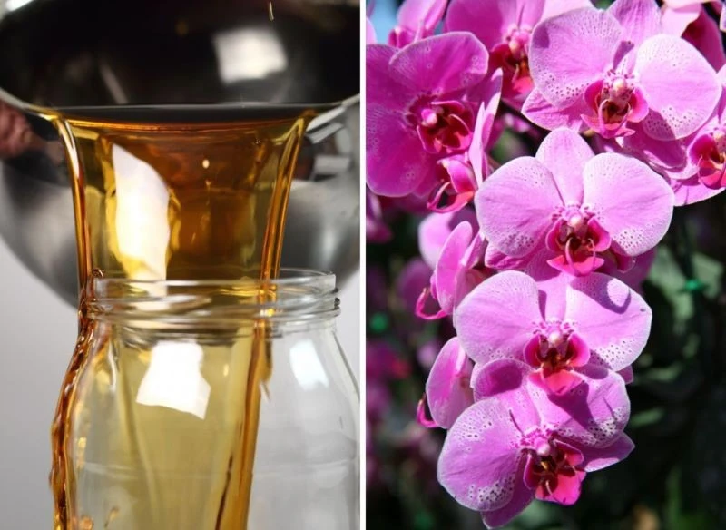 Mikstura z ugotowanych ziemniaków sprawia, że storczyki kwitną długo i obficie