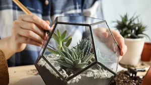 Sukulenty w szkle są dostępne w sklepach ogrodniczych, ale można też taką kompozycję zrobić samodzielnie.
