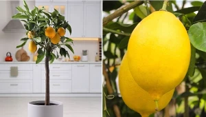 Drzewko cytrynowe to mało wymagająca roślina, która udekoruje każdy dom, dodatkowo wypełniając przestrzeń przyjemnym zapachem.