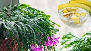 Dzięki tej mieszance, grudnik obsypie się kwiatami