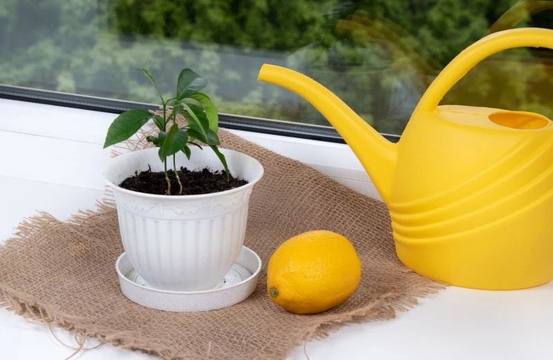Drzewko cytrynowe wymaga umiarkowanego podlewania i częstego zraszania