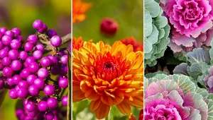 Dzięki gatunkom kwiatów kwitnących w listopadzie ogród nabiera wielu barw - od bieli, przez fiolet, aż do pomarańczu.