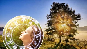 Sprawdź, do jakiego drzewa jesteś podobny.