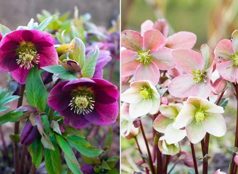 Ciemiernik to długowieczna, mało wymagająca bylina