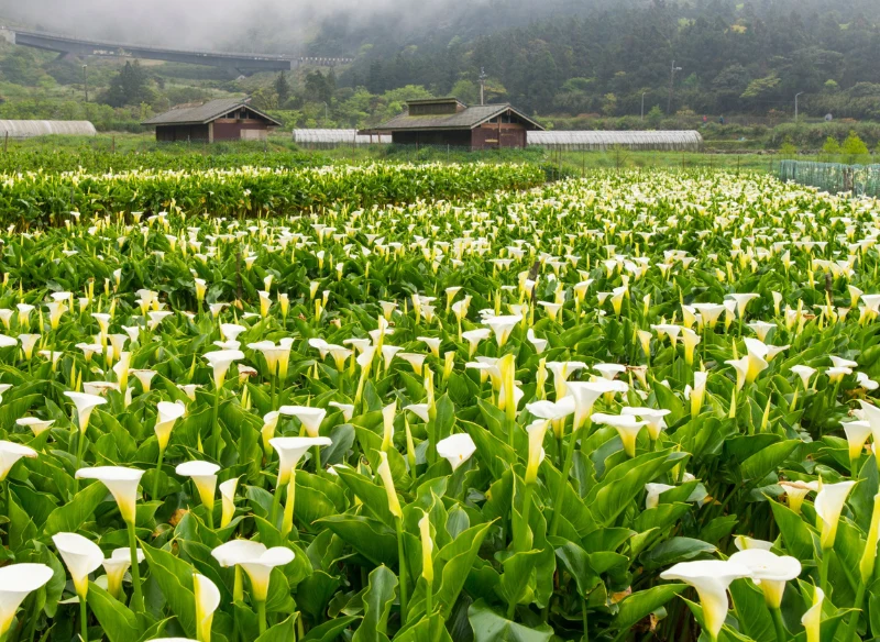 Pole kalii w Tajwanie