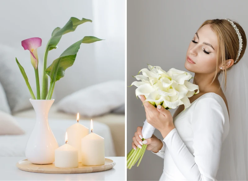 Kalia będzie pięknie wyglądać w wazonie, a także w weselnym bukiecie