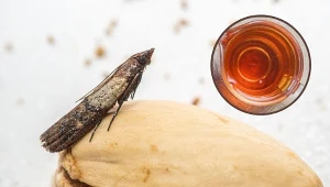 Jak pozbyć się moli z kuchni? Wystarczy, że wymieszasz ze sobą te dwa produkty.