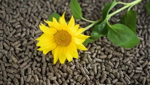 Pellet z łuski słonecznika jest tańszą alternatywą dla pelletu drzewnego.