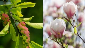 Magnolia może osiągać nawet 5 metrów wysokości.