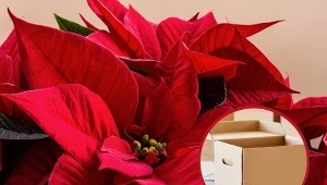 Poinsecja znana jest pod wieloma nazwami, choć najczęściej nazywana jest gwiazdą betlejemską.