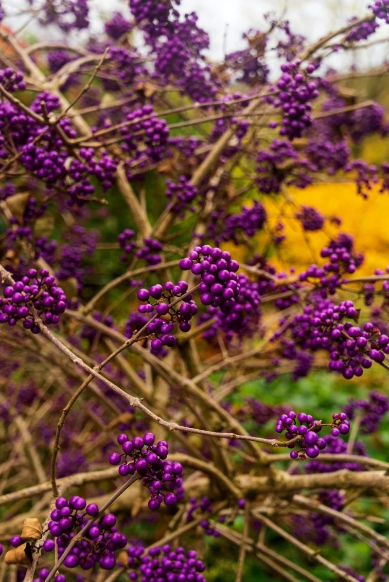 Pięknotkę należy okrywać na zimę