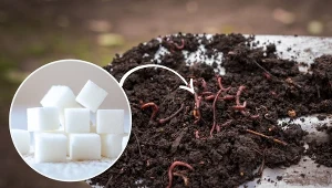 Dżdżownice kalifornijskie są większe i przetwarzają więcej materii organicznej od naszych rodzimych dżdżownic.