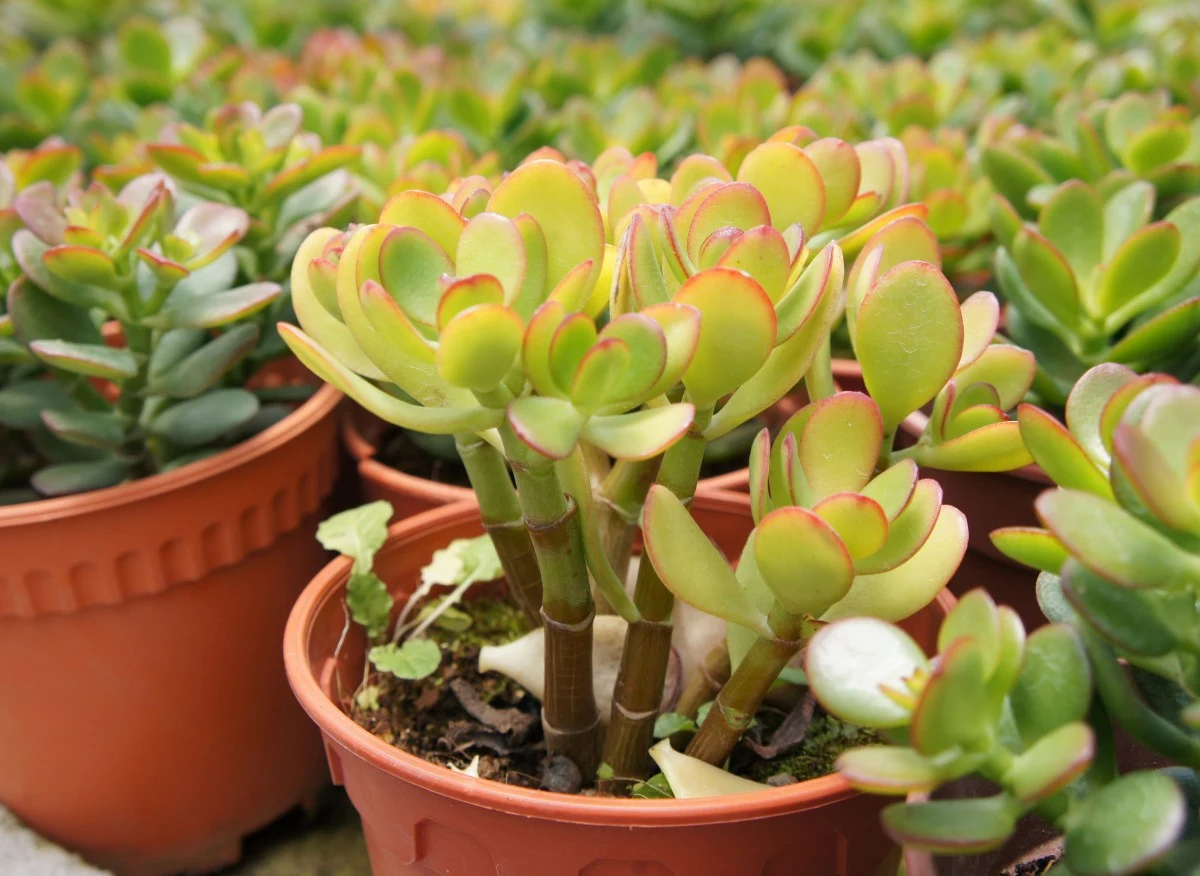 Grubosz to roślina bezpieczną dla zwierząt i ludzi