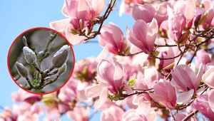 Zawiązujące się latem jesienią nowe pąki kwiatowe mogą w zimie przemarznąć, a wtedy magnolia nie zakwitnie.