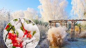 Podział terenu na strefy mrozoodporności został opracowany przez Amerykański Departament Rolnictwa w latach 60-tych.