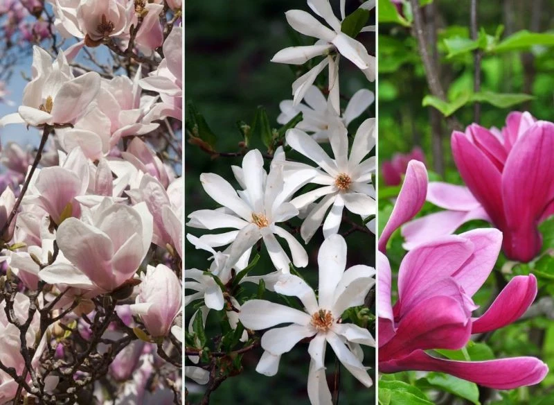 Poszczególne odmiany magnolii różnią się od siebie kształtem kwiatów