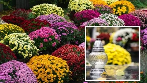 Jakie chryzantemy wybrać na Wszystkich Świętych? Te odmiany są trwałe i odporne na niskie temperatury.