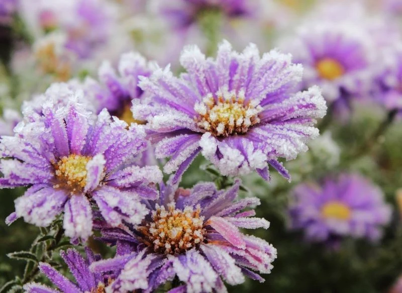 Aster nowobelgijski jest morozoodporny i pięknie prezentuje się w ogrodzie zimą