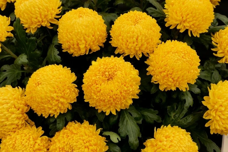 Chryzantemy „kule” są piękne, jednak znacznie mniej odporne na niskie temperatury, niż odmiany wielokwiatowe